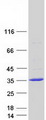 FAM109B Protein - Purified recombinant protein FAM109B was analyzed by SDS-PAGE gel and Coomassie Blue Staining
