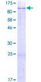 FAM111A Protein - 12.5% SDS-PAGE of human FAM111A stained with Coomassie Blue
