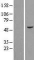 Fam114a2 Protein - Western validation with an anti-DDK antibody * L: Control HEK293 lysate R: Over-expression lysate