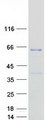 Fam114a2 Protein - Purified recombinant protein FAM114A2 was analyzed by SDS-PAGE gel and Coomassie Blue Staining