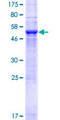 FAM117A Protein - 12.5% SDS-PAGE of human FAM117A stained with Coomassie Blue