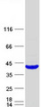 FAM118A Protein - Purified recombinant protein FAM118A was analyzed by SDS-PAGE gel and Coomassie Blue Staining