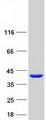 FAM118B Protein - Purified recombinant protein FAM118B was analyzed by SDS-PAGE gel and Coomassie Blue Staining