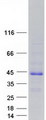 FAM122B Protein - Purified recombinant protein FAM122B was analyzed by SDS-PAGE gel and Coomassie Blue Staining