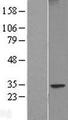 FAM124B Protein - Western validation with an anti-DDK antibody * L: Control HEK293 lysate R: Over-expression lysate