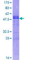 FAM127A Protein - 12.5% SDS-PAGE of human CXX1 stained with Coomassie Blue