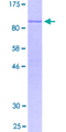 FAM129C Protein - 12.5% SDS-PAGE of human FAM129C stained with Coomassie Blue