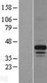FAM131C Protein - Western validation with an anti-DDK antibody * L: Control HEK293 lysate R: Over-expression lysate