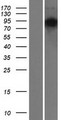 FAM13B Protein - Western validation with an anti-DDK antibody * L: Control HEK293 lysate R: Over-expression lysate