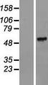 FAM151A Protein - Western validation with an anti-DDK antibody * L: Control HEK293 lysate R: Over-expression lysate
