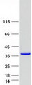 FAM151B Protein - Purified recombinant protein FAM151B was analyzed by SDS-PAGE gel and Coomassie Blue Staining