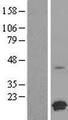 FAM153C Protein - Western validation with an anti-DDK antibody * L: Control HEK293 lysate R: Over-expression lysate
