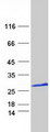 FAM153C Protein - Purified recombinant protein FAM153C was analyzed by SDS-PAGE gel and Coomassie Blue Staining