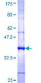 FAM155B / TMEM28 Protein - 12.5% SDS-PAGE Stained with Coomassie Blue.