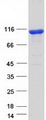 FAM160B1 Protein - Purified recombinant protein FAM160B1 was analyzed by SDS-PAGE gel and Coomassie Blue Staining