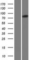 FAM160B2 / RAI16 Protein - Western validation with an anti-DDK antibody * L: Control HEK293 lysate R: Over-expression lysate