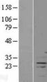 FAM166A Protein - Western validation with an anti-DDK antibody * L: Control HEK293 lysate R: Over-expression lysate