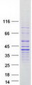 FAM166A Protein - Purified recombinant protein FAM166A was analyzed by SDS-PAGE gel and Coomassie Blue Staining