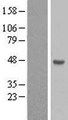 FAM170A Protein - Western validation with an anti-DDK antibody * L: Control HEK293 lysate R: Over-expression lysate