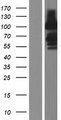 FAM171A1 Protein - Western validation with an anti-DDK antibody * L: Control HEK293 lysate R: Over-expression lysate