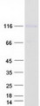 FAM171A1 Protein - Purified recombinant protein FAM171A1 was analyzed by SDS-PAGE gel and Coomassie Blue Staining