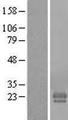 FAM174A Protein - Western validation with an anti-DDK antibody * L: Control HEK293 lysate R: Over-expression lysate