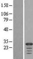 FAM177A1 Protein - Western validation with an anti-DDK antibody * L: Control HEK293 lysate R: Over-expression lysate