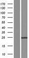 FAM177B Protein - Western validation with an anti-DDK antibody * L: Control HEK293 lysate R: Over-expression lysate