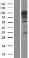 FAM193B Protein - Western validation with an anti-DDK antibody * L: Control HEK293 lysate R: Over-expression lysate