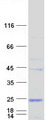 FAM206A / C9orf6 Protein - Purified recombinant protein FAM206A was analyzed by SDS-PAGE gel and Coomassie Blue Staining