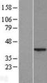 FAM212B Protein - Western validation with an anti-DDK antibody * L: Control HEK293 lysate R: Over-expression lysate