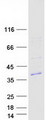 FAM212B Protein - Purified recombinant protein FAM212B was analyzed by SDS-PAGE gel and Coomassie Blue Staining
