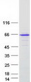 FAM221B / C9orf128 Protein - Purified recombinant protein FAM221B was analyzed by SDS-PAGE gel and Coomassie Blue Staining