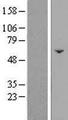 FAM222B Protein - Western validation with an anti-DDK antibody * L: Control HEK293 lysate R: Over-expression lysate
