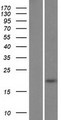 FAM26D Protein - Western validation with an anti-DDK antibody * L: Control HEK293 lysate R: Over-expression lysate