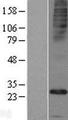 FAM26E Protein - Western validation with an anti-DDK antibody * L: Control HEK293 lysate R: Over-expression lysate
