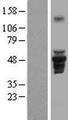 FAM43A Protein - Western validation with an anti-DDK antibody * L: Control HEK293 lysate R: Over-expression lysate