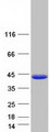 FAM45A Protein - Purified recombinant protein FAM45A was analyzed by SDS-PAGE gel and Coomassie Blue Staining