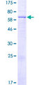 FAM46B Protein - 12.5% SDS-PAGE of human FAM46B stained with Coomassie Blue