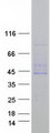 FAM46C Protein - Purified recombinant protein FAM46C was analyzed by SDS-PAGE gel and Coomassie Blue Staining