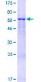 FAM46D Protein - 12.5% SDS-PAGE of human FAM46D stained with Coomassie Blue