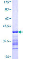 FAM50A Protein - 12.5% SDS-PAGE Stained with Coomassie Blue.