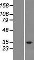 FAM57B Protein - Western validation with an anti-DDK antibody * L: Control HEK293 lysate R: Over-expression lysate