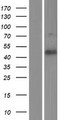 FAM69A Protein - Western validation with an anti-DDK antibody * L: Control HEK293 lysate R: Over-expression lysate