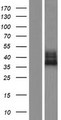 FAM70A Protein - Western validation with an anti-DDK antibody * L: Control HEK293 lysate R: Over-expression lysate