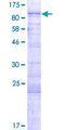 FAM71B Protein - 12.5% SDS-PAGE of human FAM71B stained with Coomassie Blue