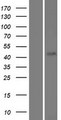 FAM71D Protein - Western validation with an anti-DDK antibody * L: Control HEK293 lysate R: Over-expression lysate