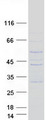 FAM71F1 Protein - Purified recombinant protein FAM71F1 was analyzed by SDS-PAGE gel and Coomassie Blue Staining