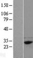 FAM78B Protein - Western validation with an anti-DDK antibody * L: Control HEK293 lysate R: Over-expression lysate
