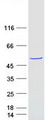 FAM81B Protein - Purified recombinant protein FAM81B was analyzed by SDS-PAGE gel and Coomassie Blue Staining